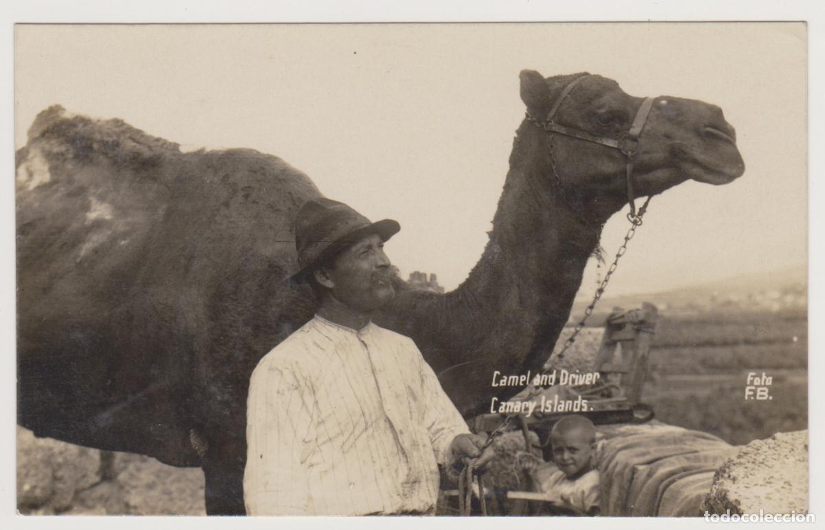 Postales: TARJETA POSTAL - CANARY ISLAND - CAMEL AND DRIVER - FOTO F.B.