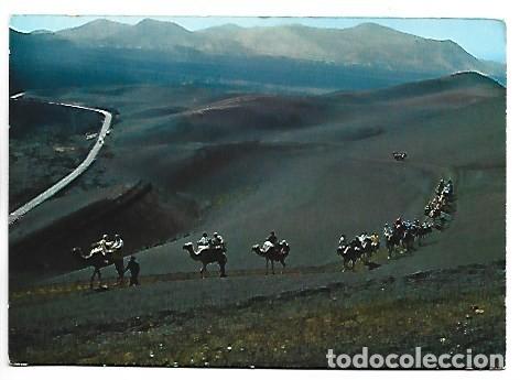 Postales: MONTA&Ntilde;A DE FUEGO. CARAVANA DE CAMELLOS.- LANZAROTE