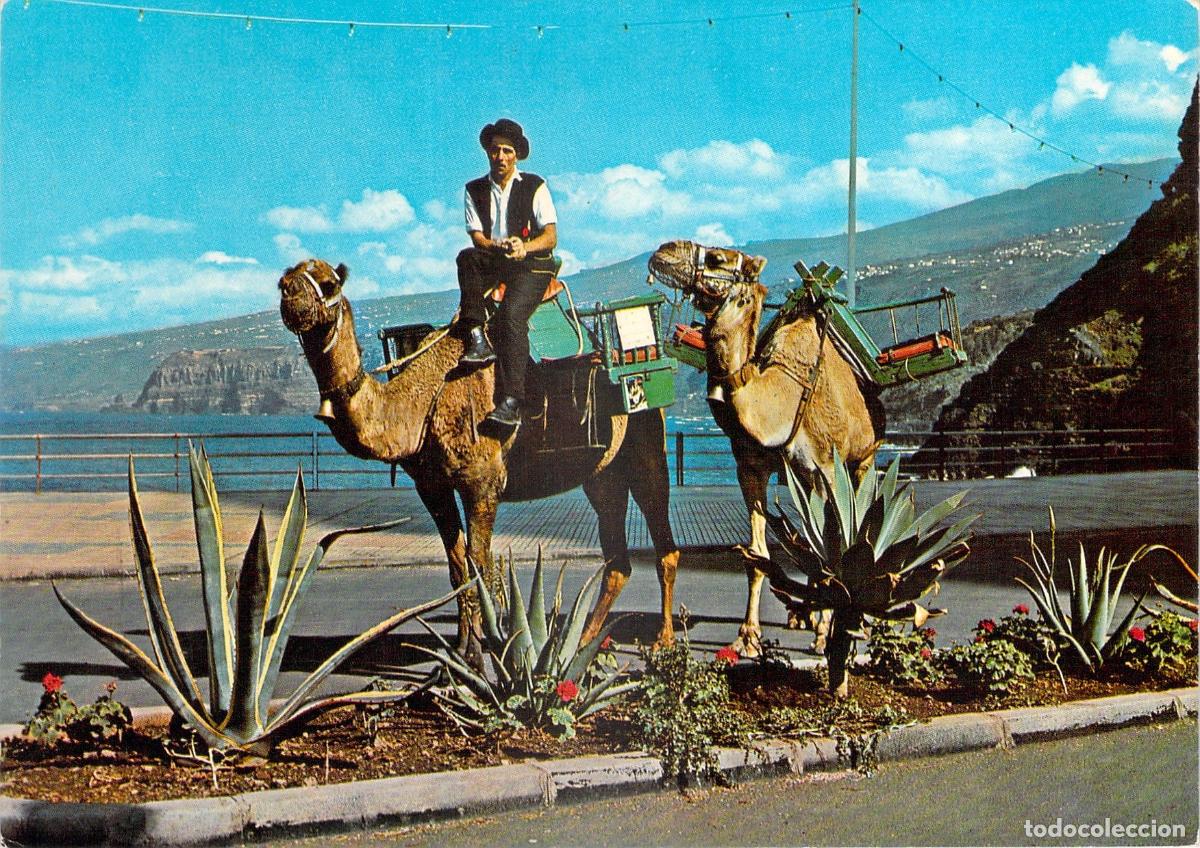 Postales: Postal de Puerto de la Cruz, Tenerife con camello y paisaje t&iacute;pico