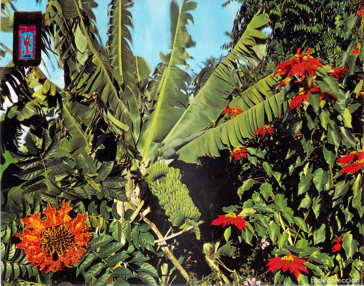 Postales: Postal de Tenerife con Plataneras y Flores