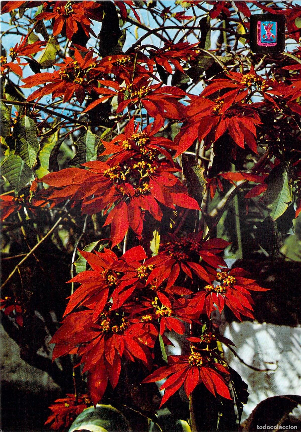 Postales: Postal de Tenerife: Flor de Pascua Poinsettia