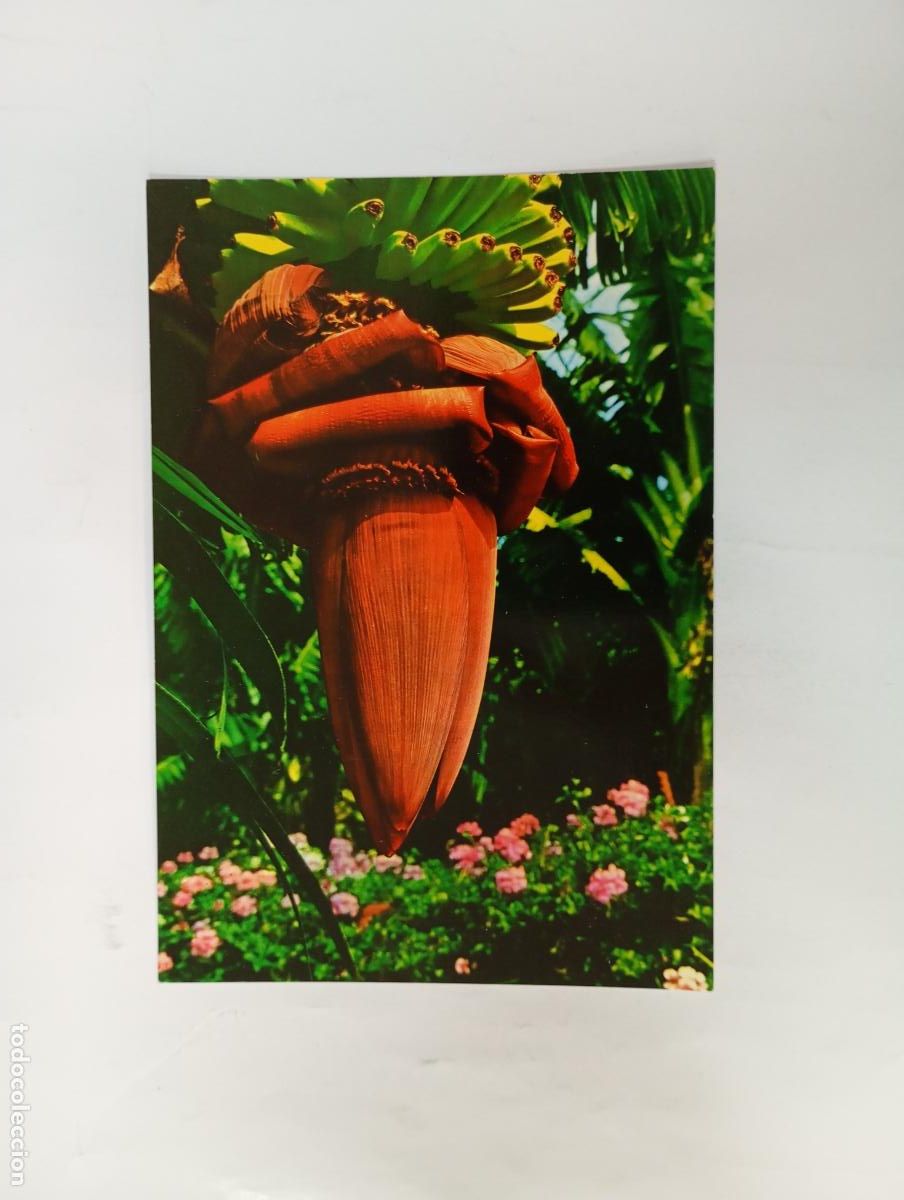 Postales: POSTAL FLORES DE CANARIAS. TDKP29V
