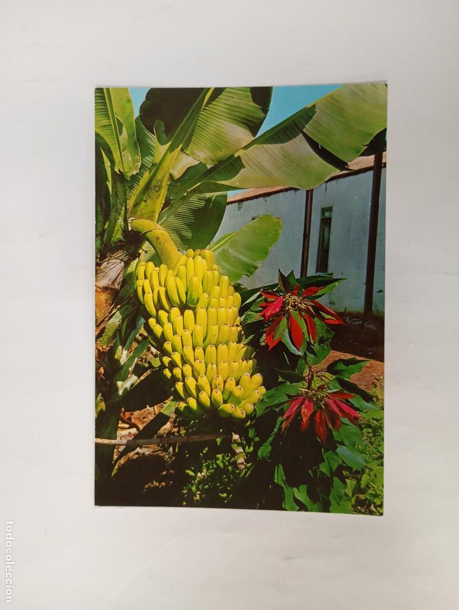 Postales: POSTAL PLANTA DE PL&Aacute;TANOS DE CANARIAS. TDKP29V