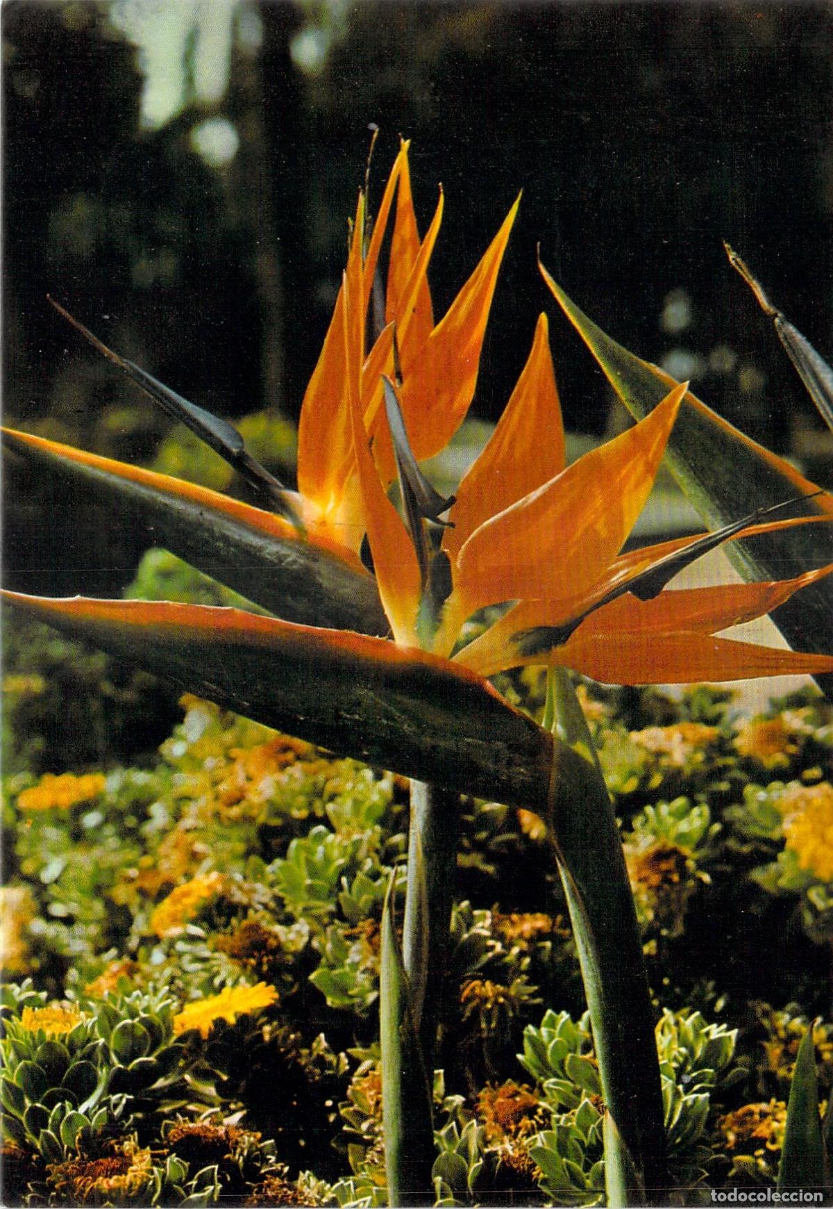 Postales: Postal de Flores de Strelitzia en Tenerife