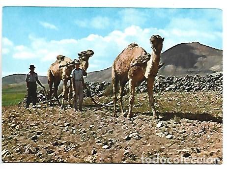 Postales: (CAMELLOS).- MOTIVO TIPICO - TYPICAL MOTIVE.- ISLAS CANARIAS