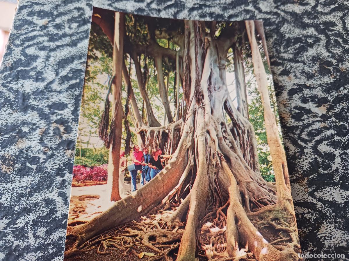 Postales: puerto de la cruz, arbol del caucho en el jardin botanico, ed. euroafricana de canarias