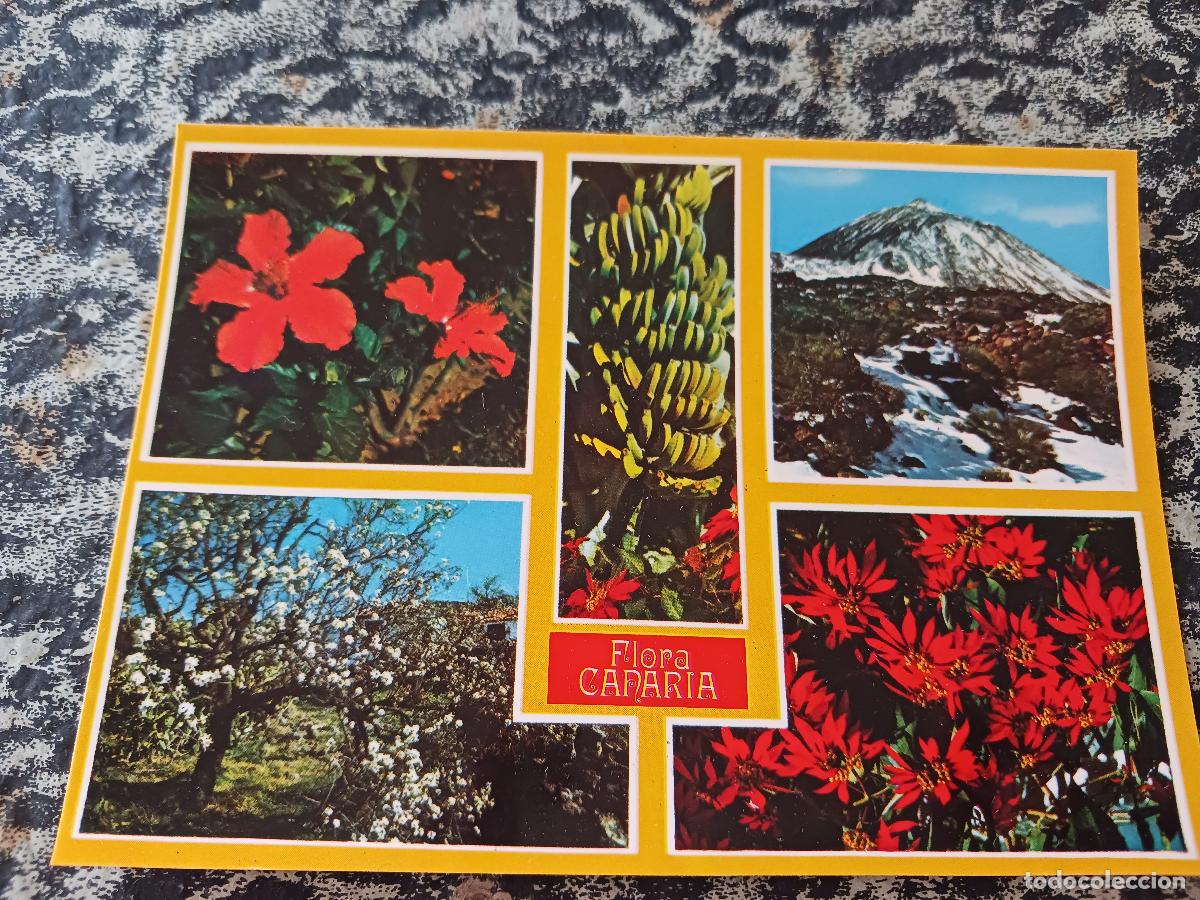 Postales: 6026 tenerife, flora canaria, ed. perla