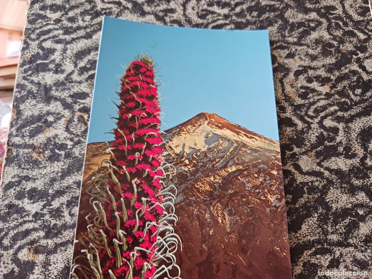 Postales: tenerife, tajinaste en flor y crater, ed. euroafricana