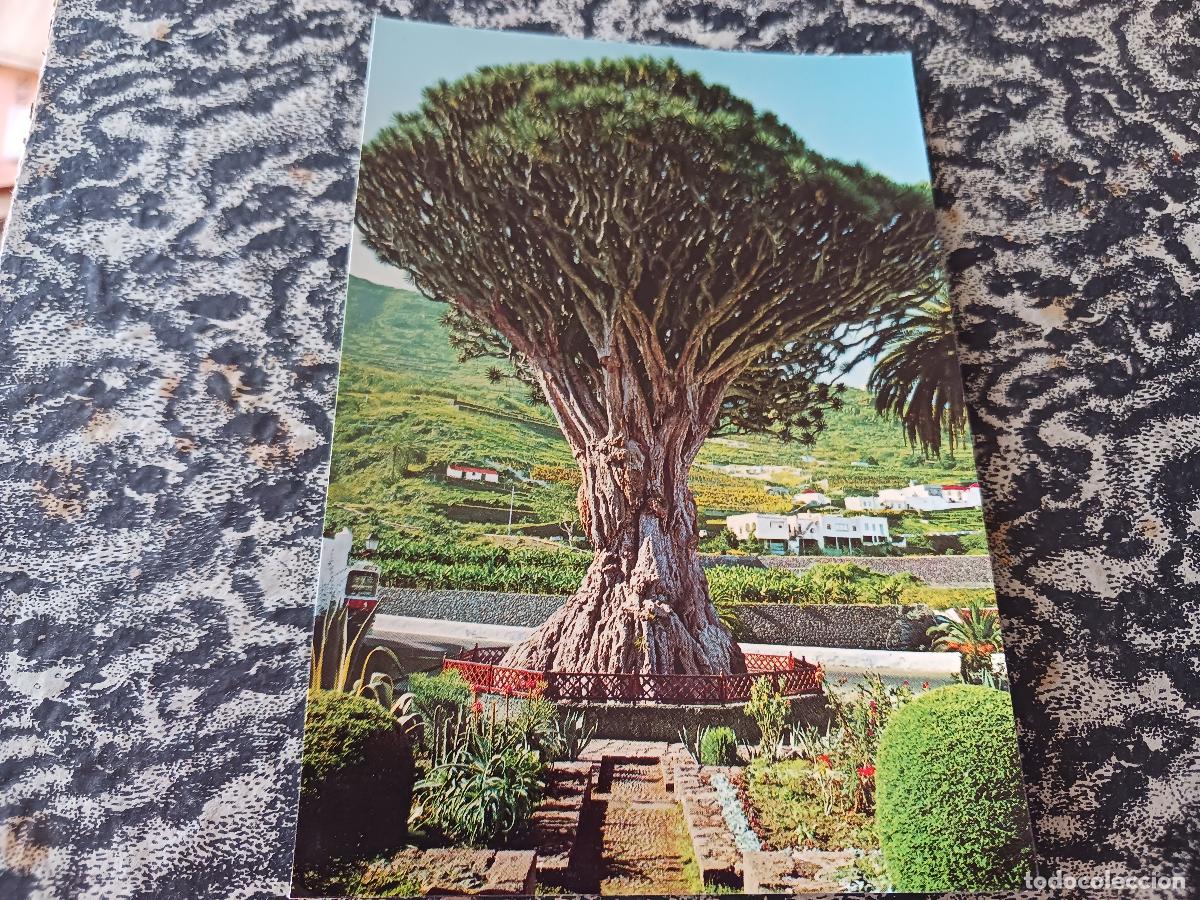 Postales: 1008 drago de icod de los vinos, tenerife, ed. gasteis
