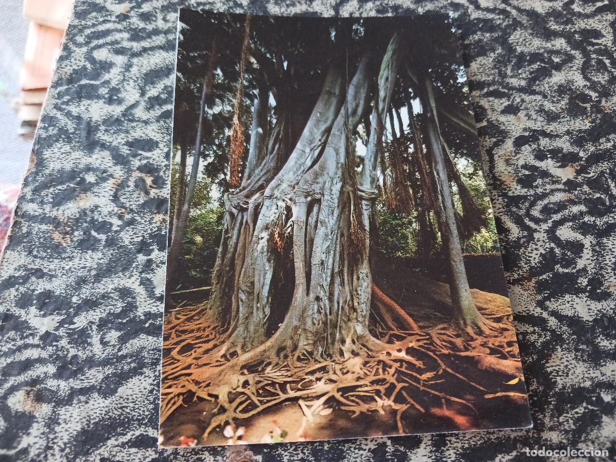Postales: 737 tenerife, jardin botanico, ed. ro foto