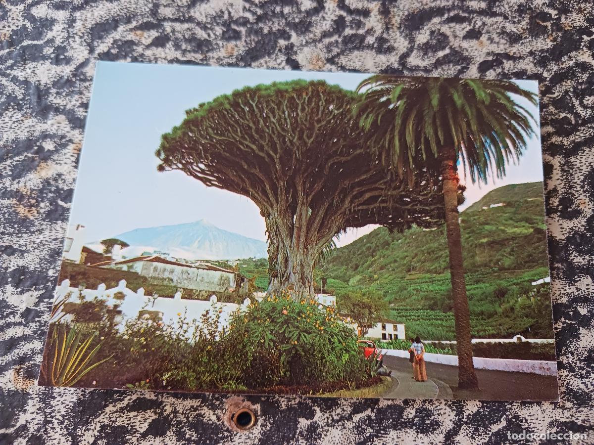 Postales: 1013 icod, tenerife, drago milenario, al fondo el teide, ed. gasteis