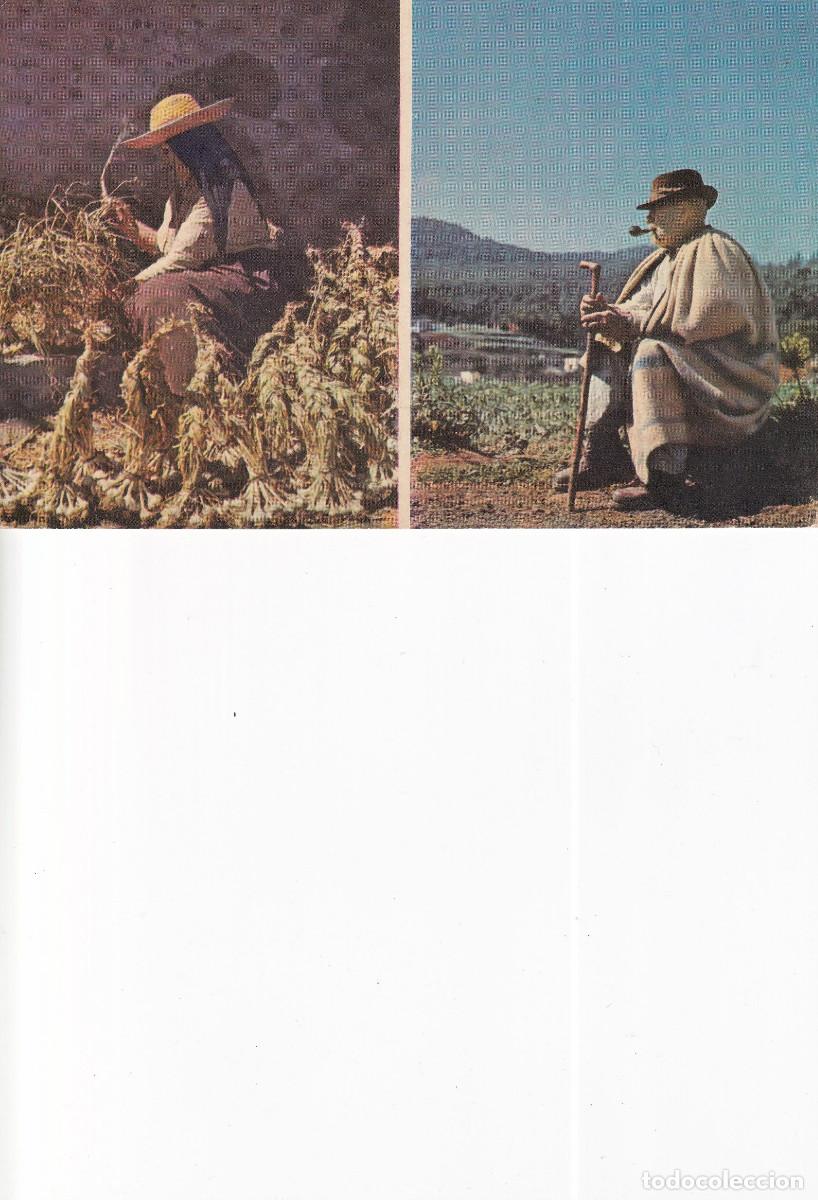 Postales: CANARIAS TENERIFE CAMPESINOS