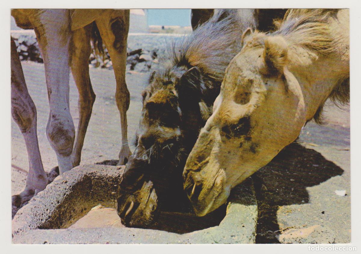 Postales: TARJETA POSTAL - LANZAROTE - CAMELLOS ABREVANDO - N&ordm; 111 - FOTOGRAFIA GABRIEL