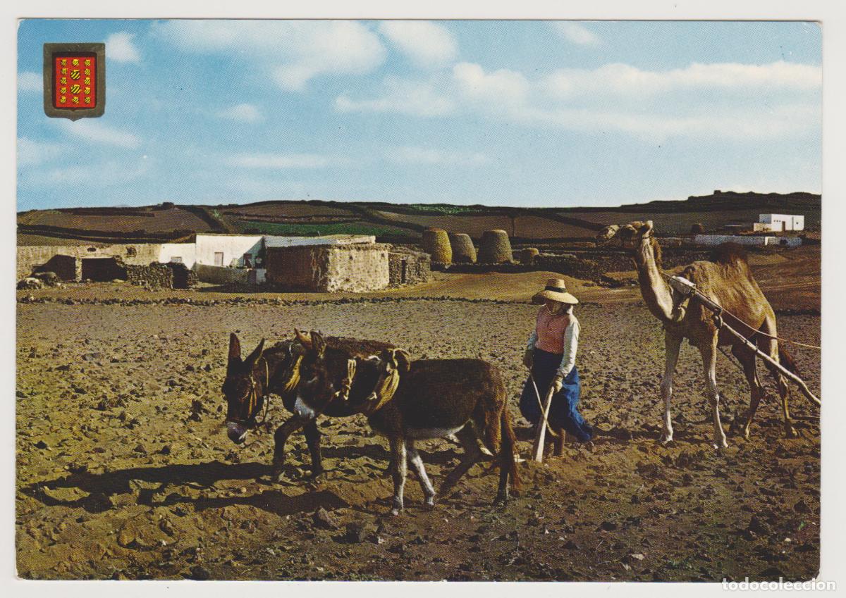 Postales: TARJETA POSTAL - LANZAROTE - FAENAS DEL CAMPO - N&ordm; 181 - EDICIONES FISA