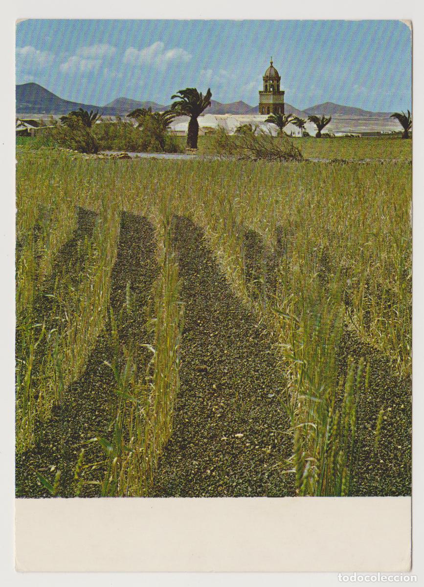 Postales: TARJETA POSTAL - LANZAROTE - TEGUISE - CAMPO DE TRIGO EN EL PICON - EDICIONES PHIPIPPE MARTIN