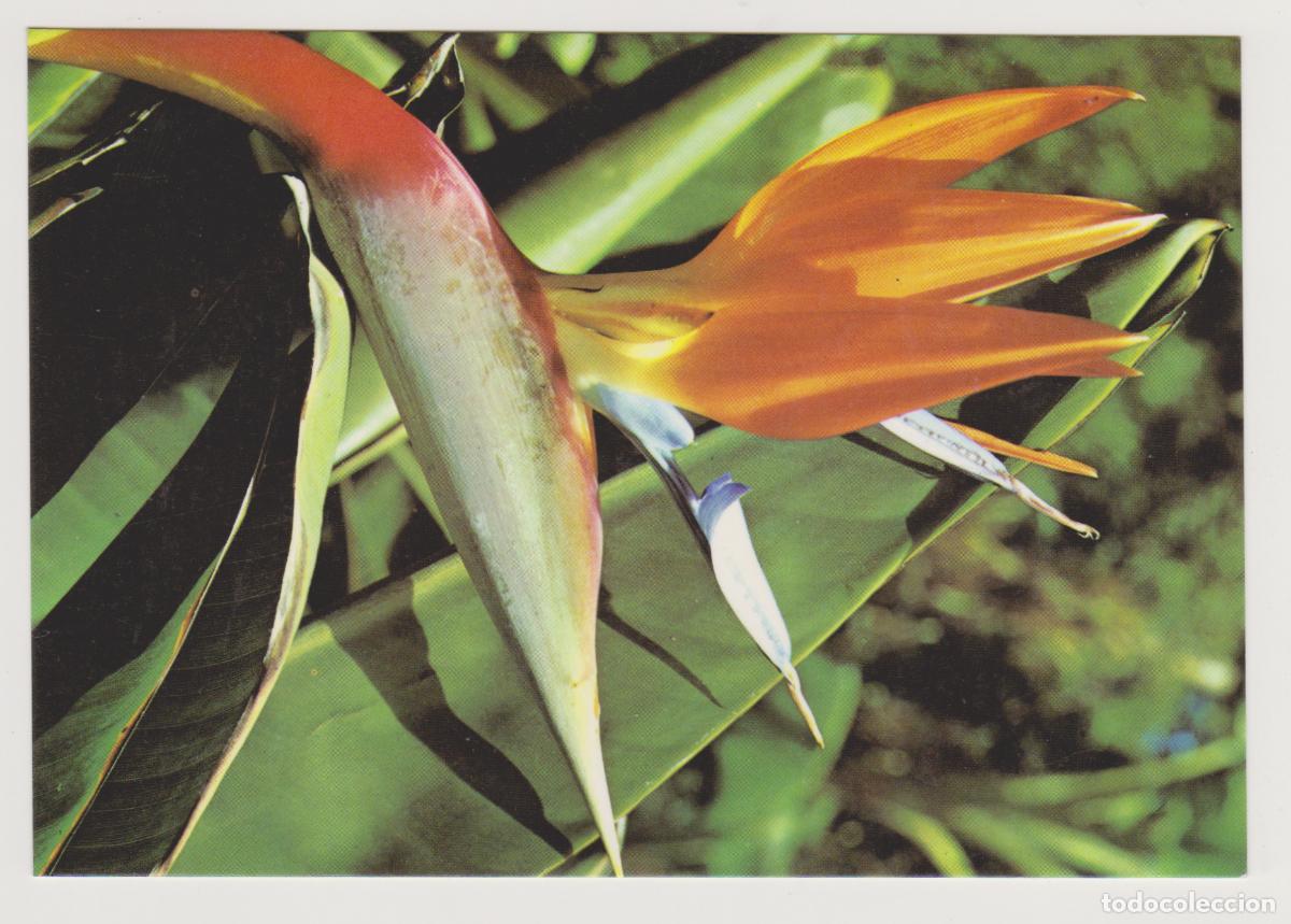 Postales: TARJETA POSTAL - FLORES DE TENERIFE - PAJARO DEL PARAISO - STRELITZIA - N&ordm; 2959 - EDICIONES GASTEIZ