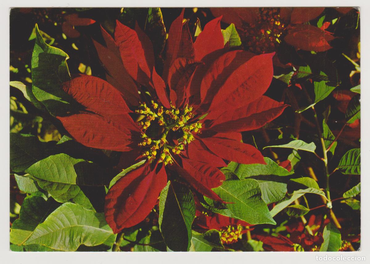 Postales: TARJETA POSTAL - FLORES DE CANARIAS - N&ordm; 2095 - EDICIONES GASTEIZ