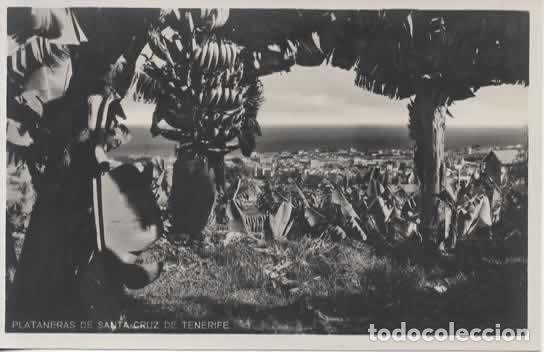 Postales: TENERIFE SIN ESCRIBIR PLATANERAS