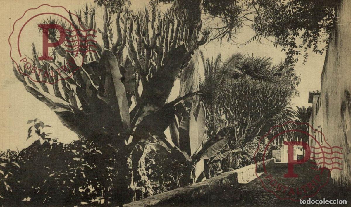 Postales: TENERIFE. PUERTO OROTAVA. JARDIN BOTANICO