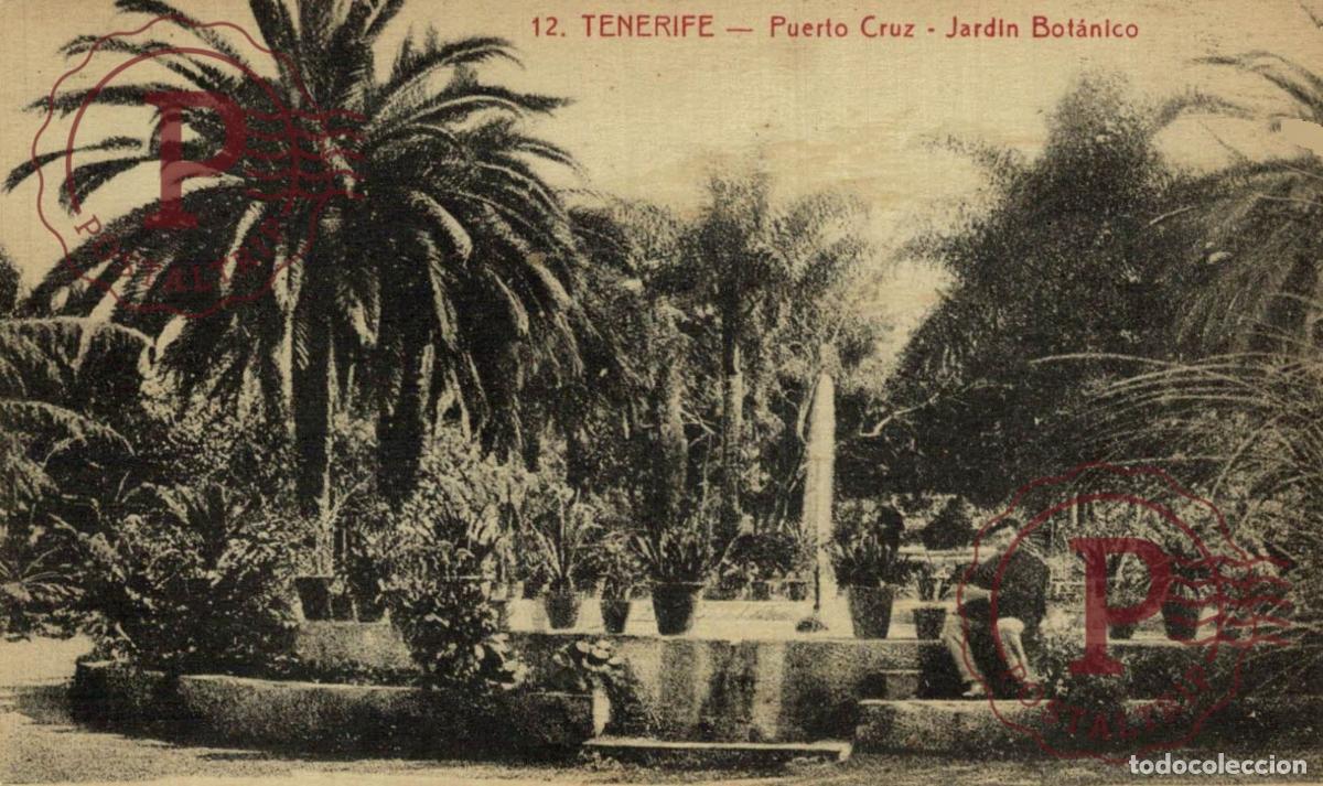 Postales: TENERIFE. PUERTO CRUZ. JARDIN BOTANICO