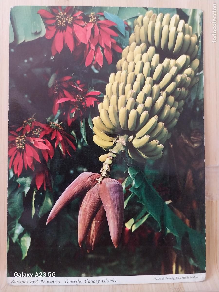 Postales: TENERIFE BANANAS AND POINSETTIA POSTAL JOHN HINDE