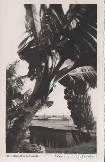 Postales: CANARIAS ESCRITA PLATANERA SANTA CRUZ DE TENERIFE