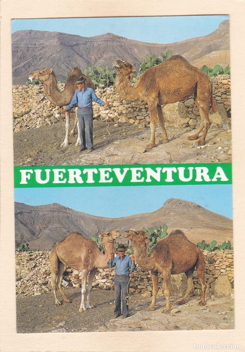 Postales: FUERTEVENTURA. ESCENAS TIPICAS - CAMELLERO. HOMBRE CON CAMELLOS (1980)