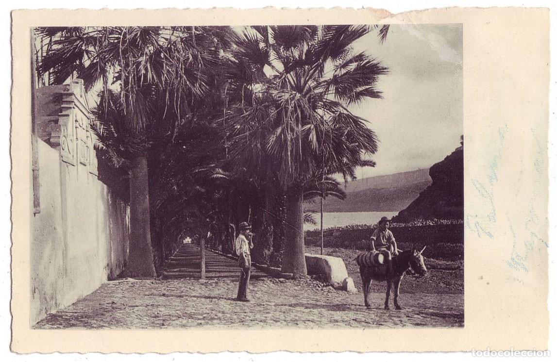 Postales: Tenerife: Paseo de Palmas a la Playa Martianez. Hotel Martianez Pto Cruz. Ganymed Berl&iacute;n (A&ntilde;os 30)