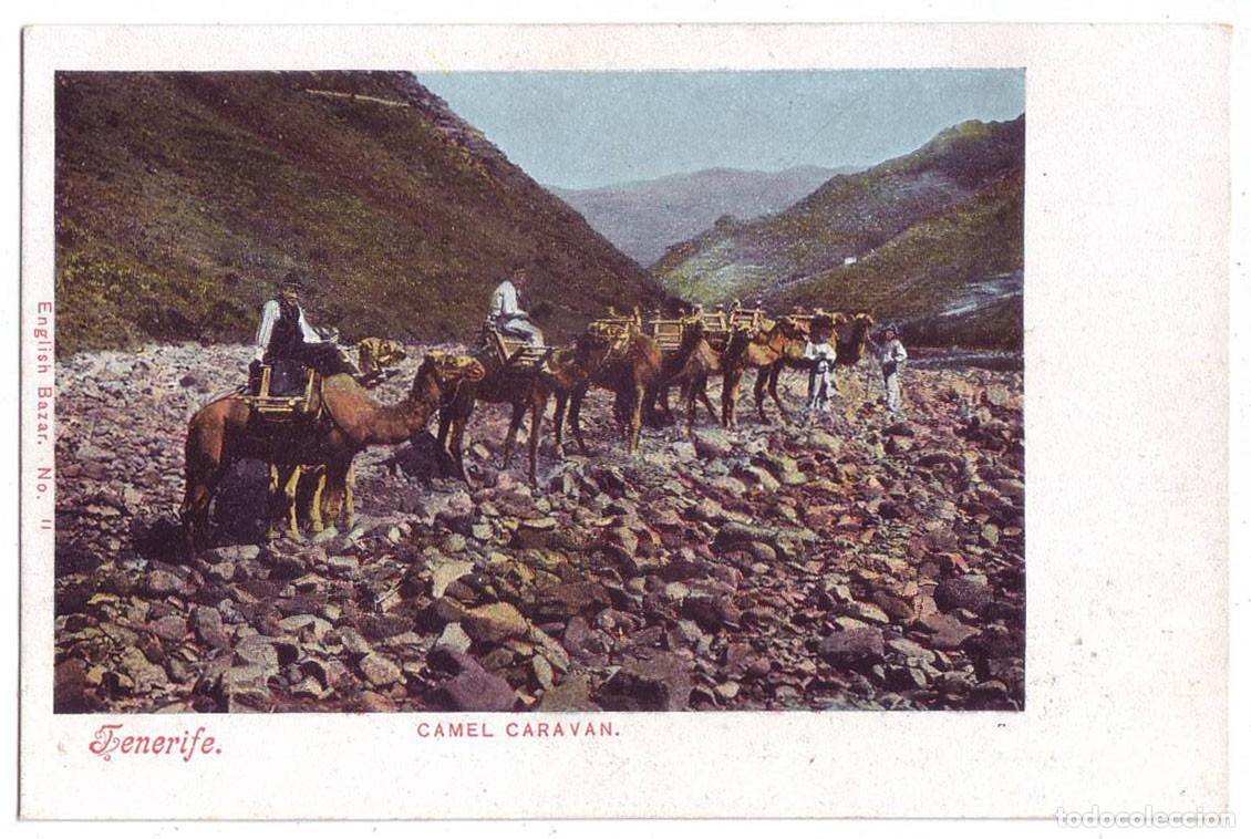 Postales: Tenerife: Camel Caravan. English Bazar. Sin dividir. No circulada (Anterior a 1905)