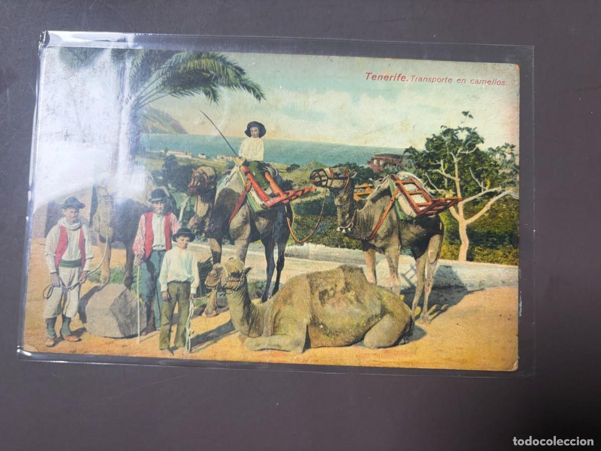 Postales: TARJETA POSTAL. TENERIFE. TRANSPORTE EN CAMELLOS.