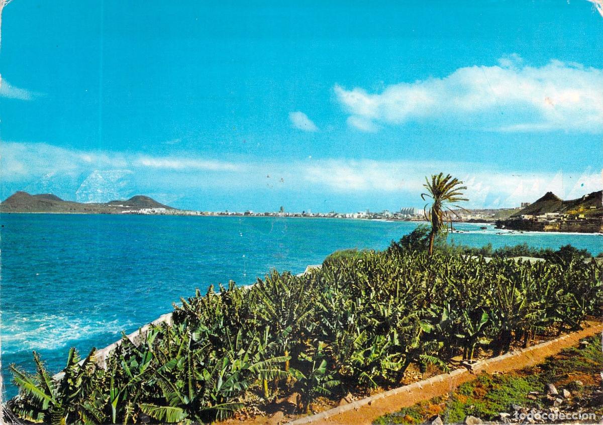 Postales: Postal de Las Palmas de Gran Canaria, paisaje con plataneras