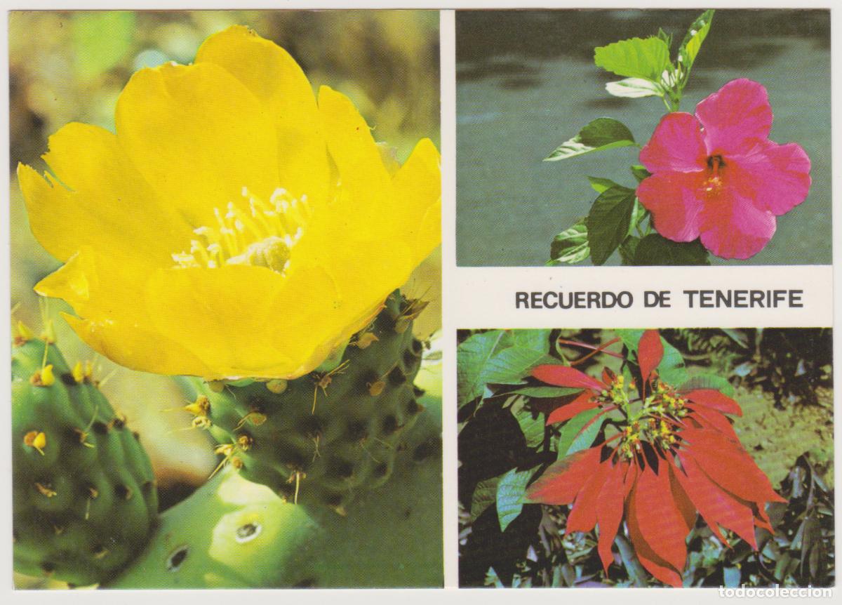 Postales: TARJETA POSTAL - TENERIFE - FLOR DE CACTUS - FLOR DE TIARE - IBISCOS - N&ordm; 2960 - EDICIONES GASTEIZ
