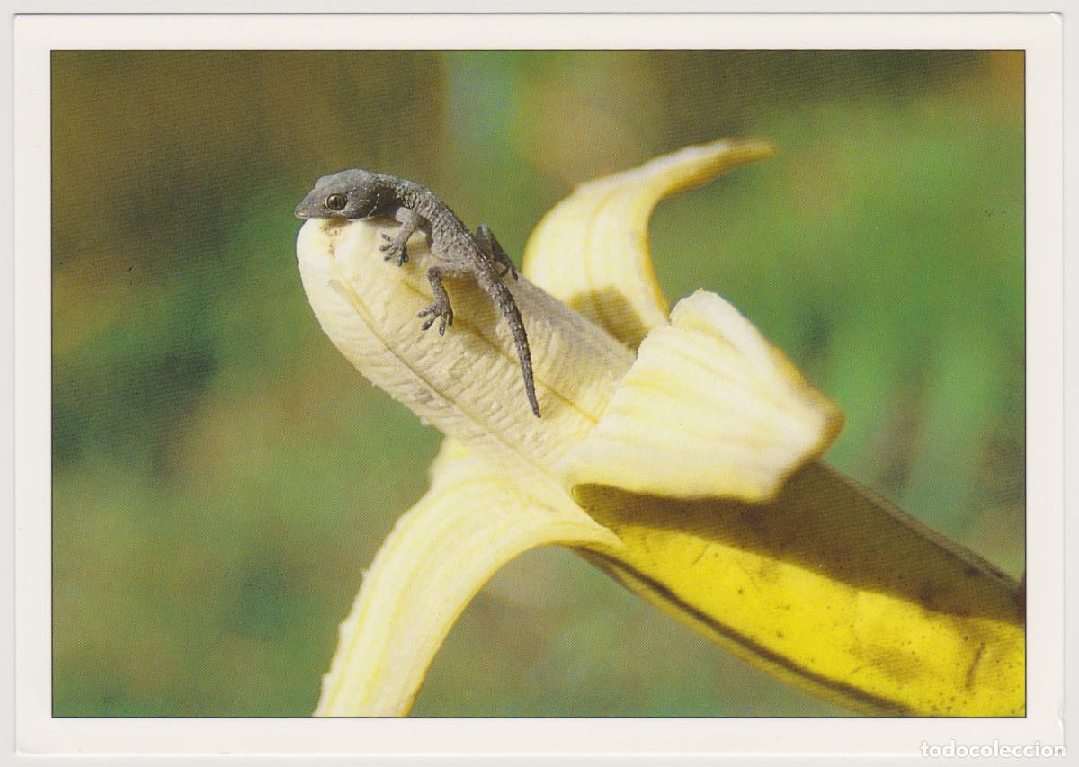 Postales: TARJETA POSTAL - CANARIAS - PRACANO Y PLATANO - EDICION ANDY