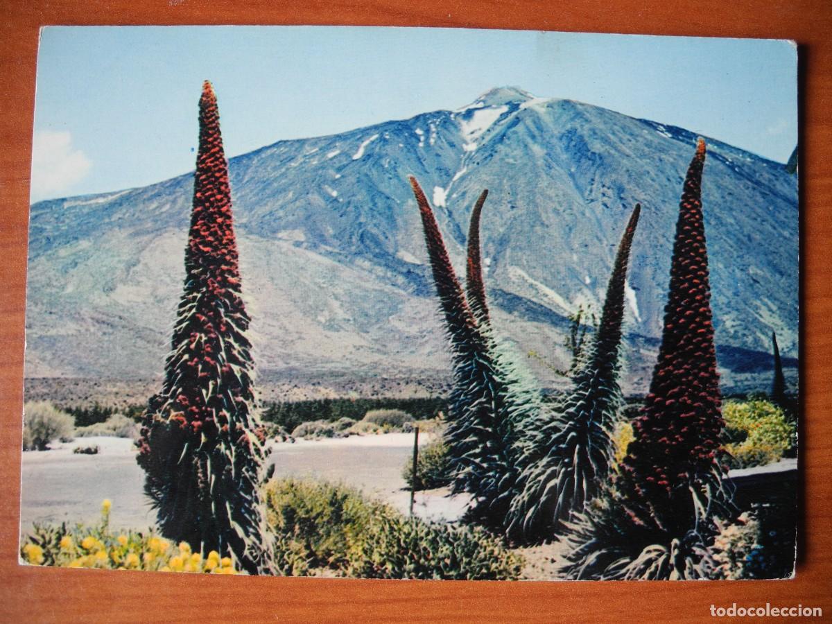 Postales: Tenerife. Taginastes al pie del Teide. Ed. Iris n. 805. Nueva.