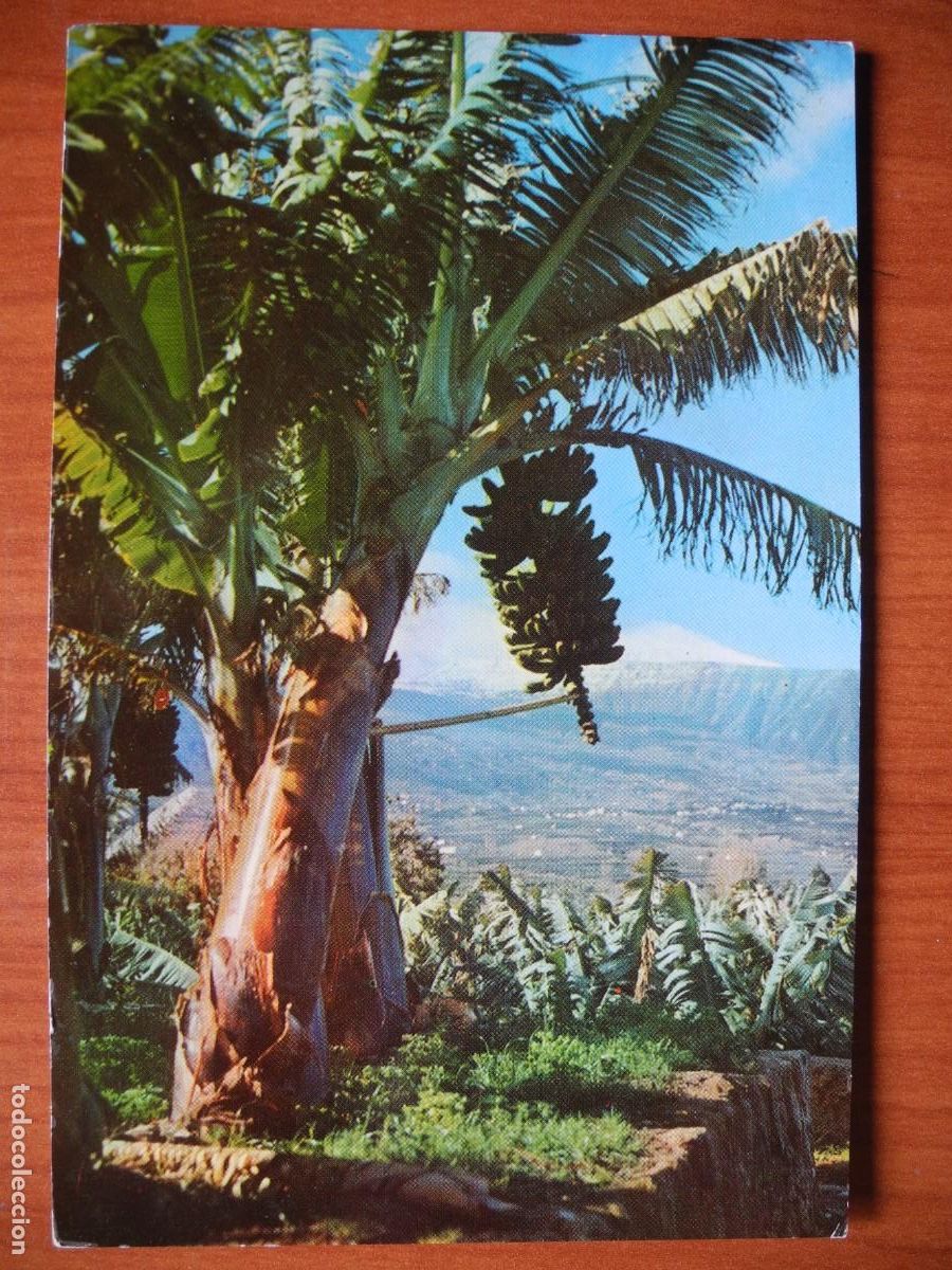 Postales: Tenerife. Pl&aacute;tano en el Valle de la Orotova. Ed. Campa&ntilde;&aacute; n. 7354 Nueva.