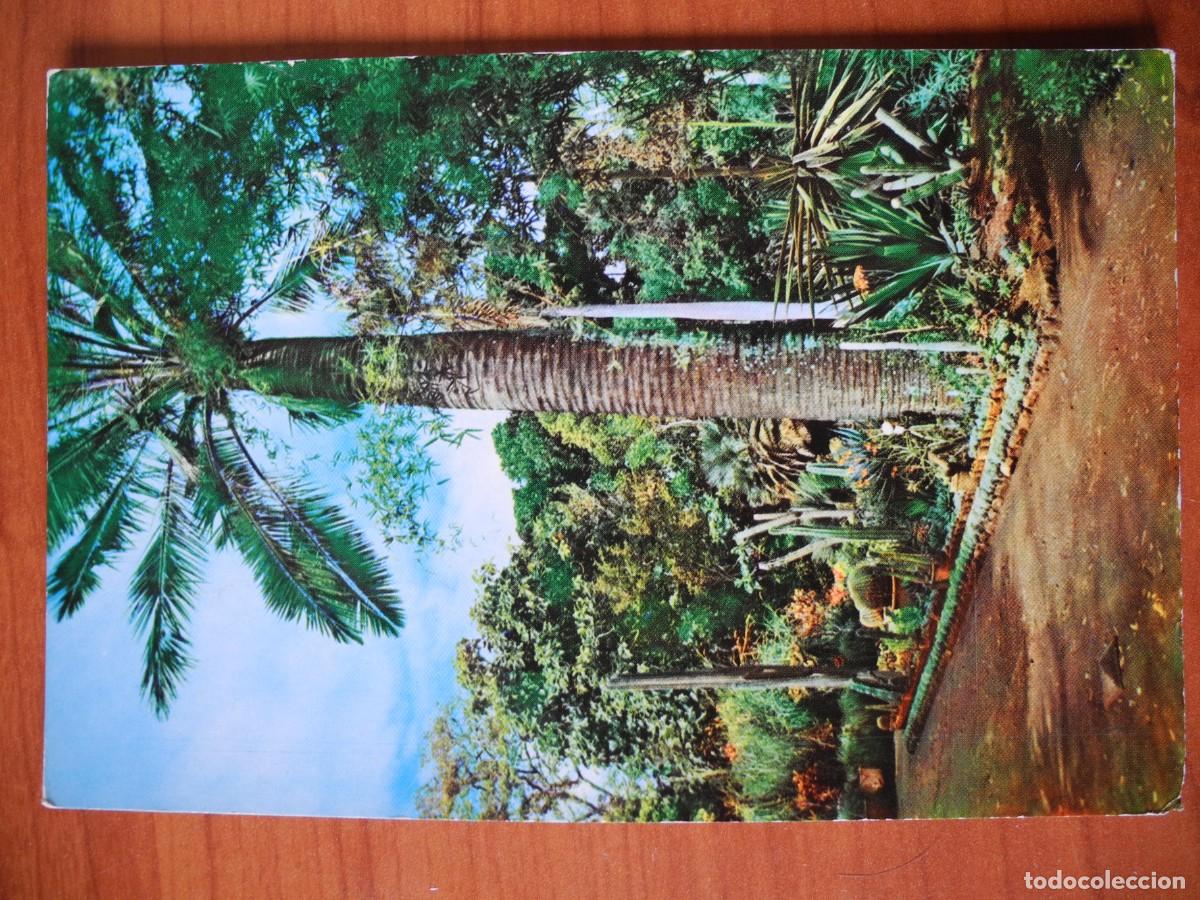 Postales: Tenerife. Jard&iacute;n bot&aacute;nico de la Orotava. Ed. Campa&ntilde;&aacute; n. 7362. Escrita.