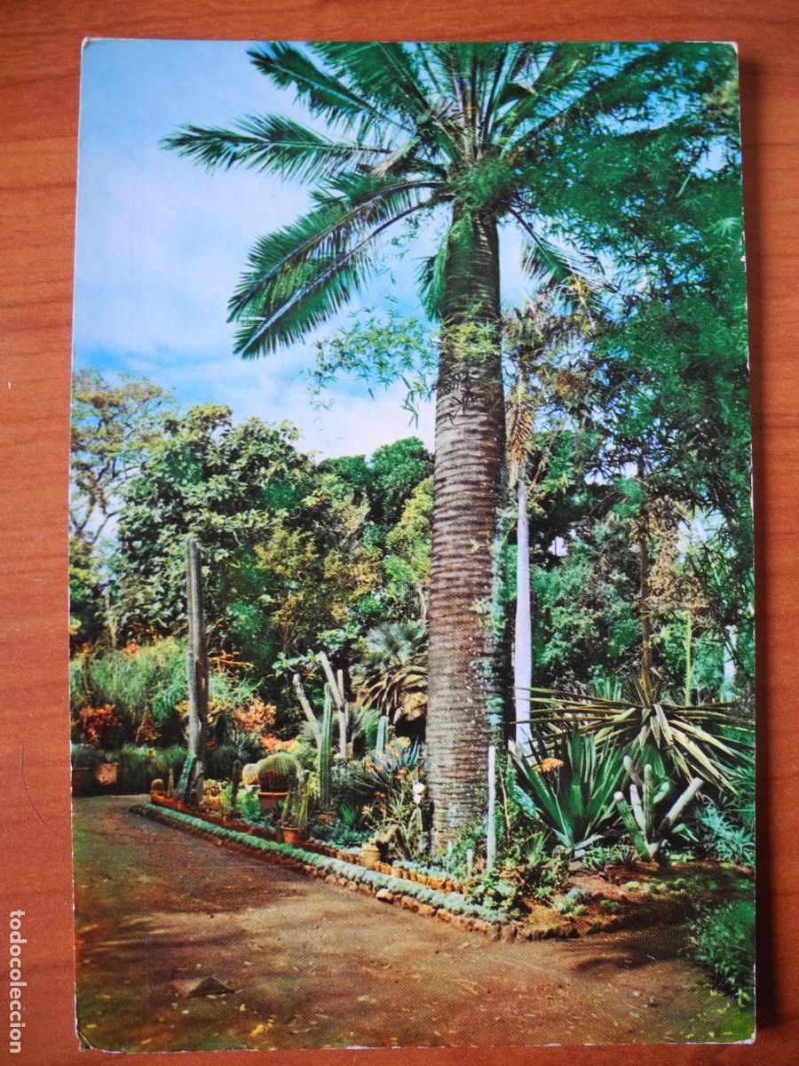 Postales: Tenerife. Jard&iacute;n bot&aacute;nico de la Orotava. Ed. Campa&ntilde;&aacute; n. 7362. Escrita.