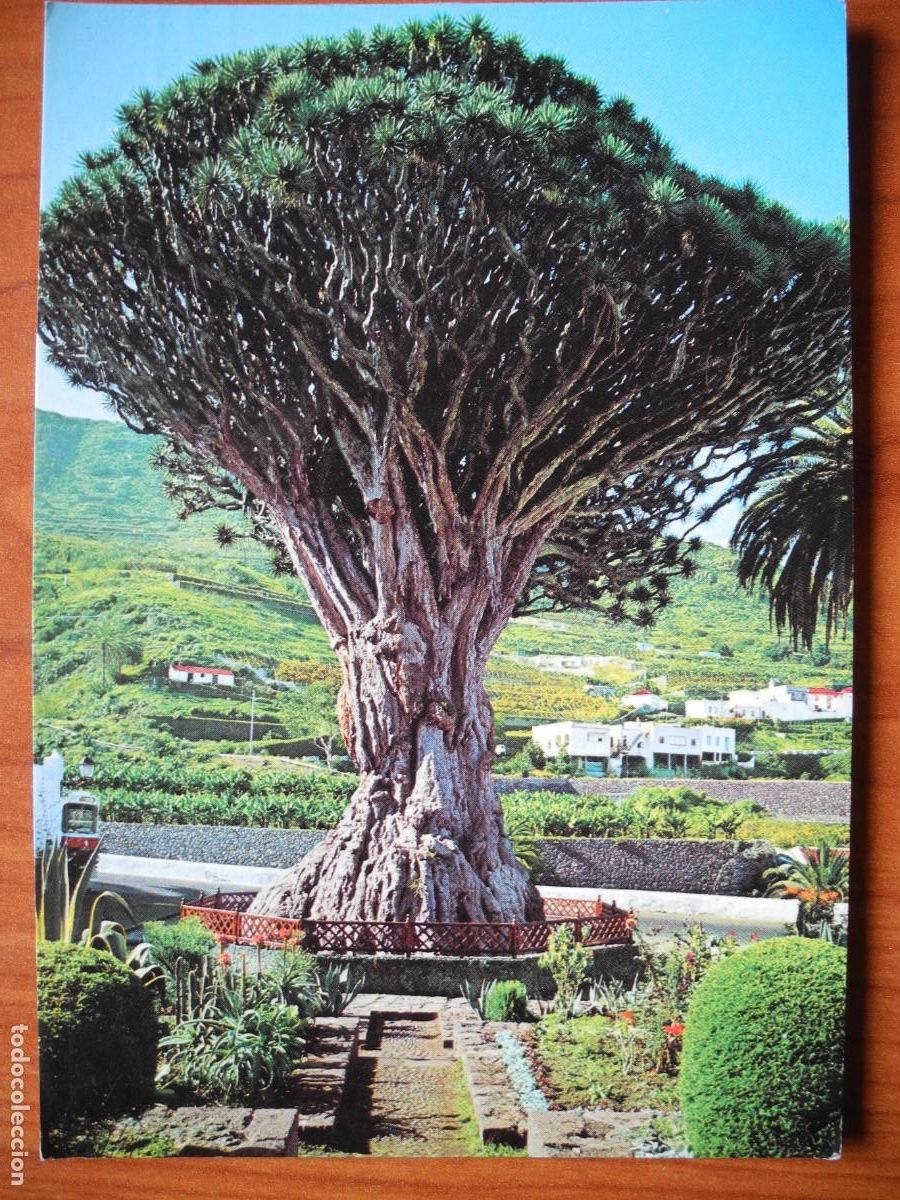 Postales: Tenerife. Icot de los Vinos. El famoso drago. Ed. Gasteiz n. 1008. Circulada 1983.