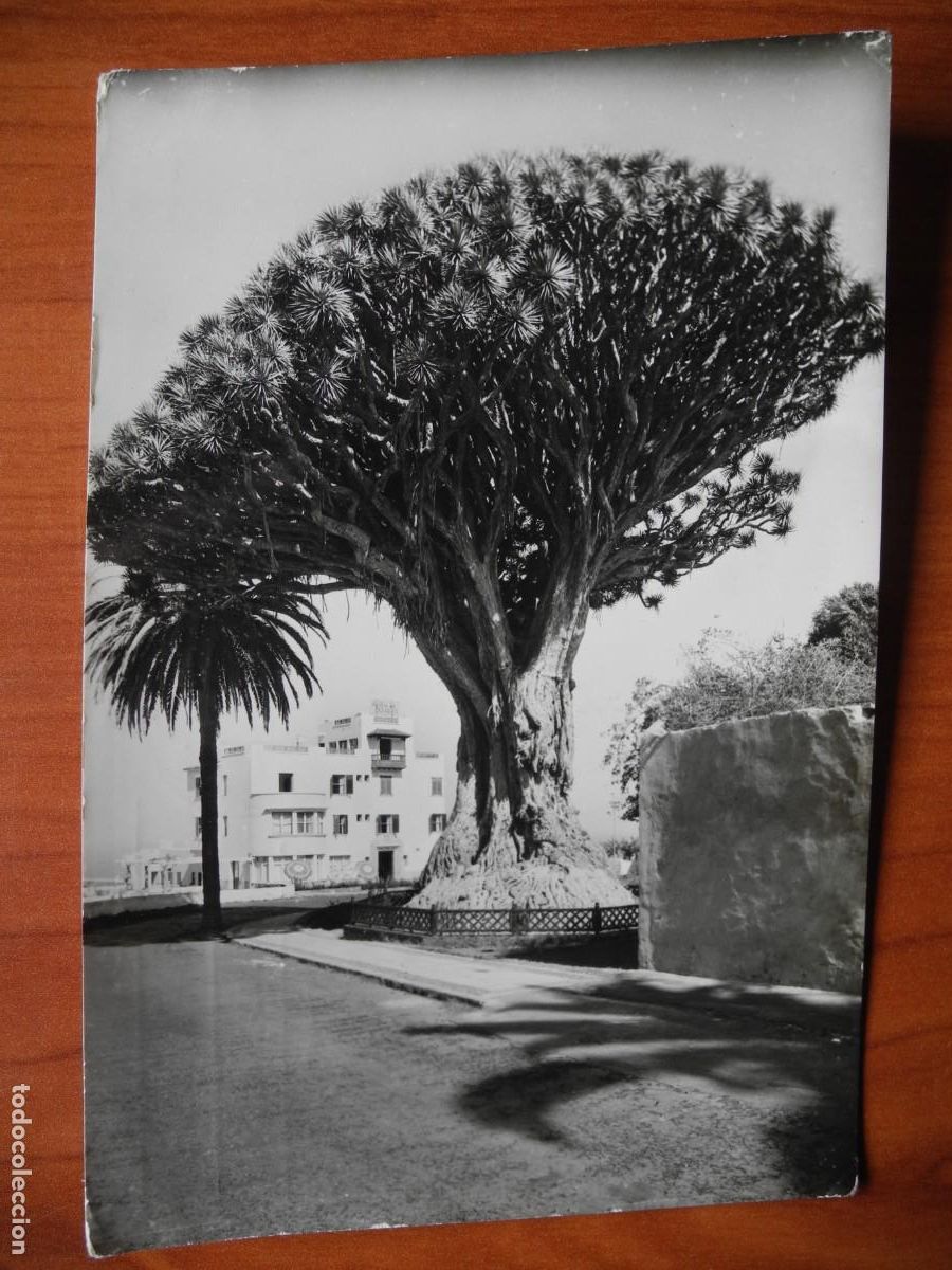 Postales: Icod. El drago. Tenerife. Ed. Arribas n. 1117. Circulada 1962