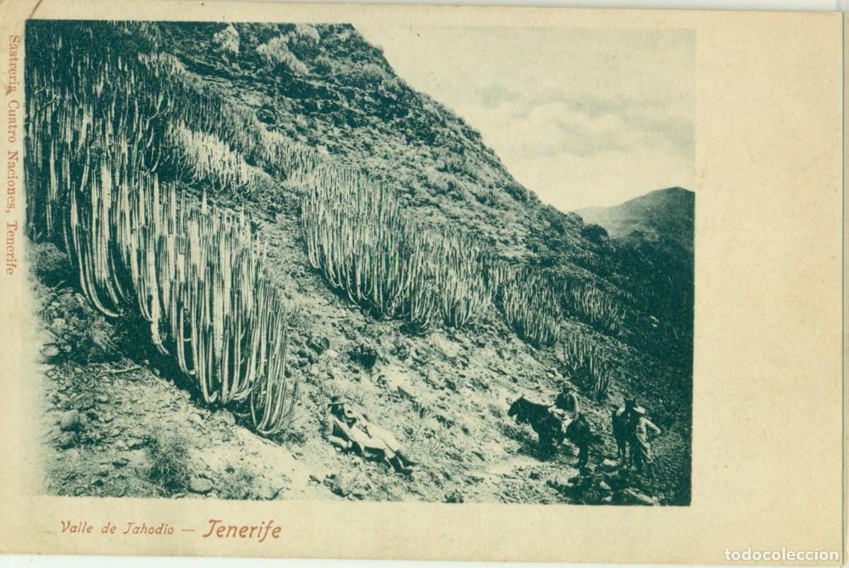 Postales: TENERIFE. VALLE DE TAHODIO. HACIA 1900. MUY RARA.