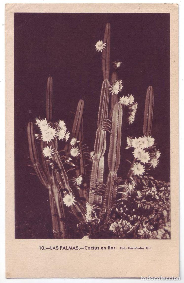 Postales: Las Palmas de Gran Canaria: Cactus en Flor. Hern&aacute;ndez Gil Fotograbado Arte. Circulada (A&ntilde;os 40-50)