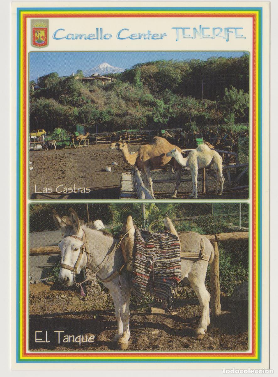 Postales: TARJETA POSTAL - ISLAS CANARIAS - TENERIFE - CAMELLO CENTER - 514 - FOTOGRAFIA J.R. ANIBARRO H.