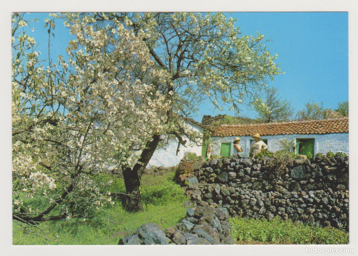 Postales: TARJETA POSTAL - TENERIFE - SANTIAGO DEL TEIDE - RINCON TIPICO - 2593 - EDICIONES GAZTEIZ