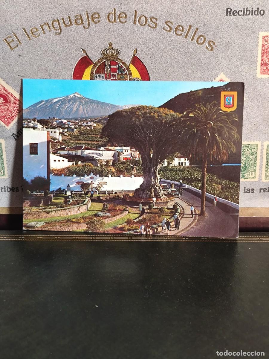 Postales: P6187 Postal Icod de los vinos 243 El Drago milenario . Armando P&eacute;rez