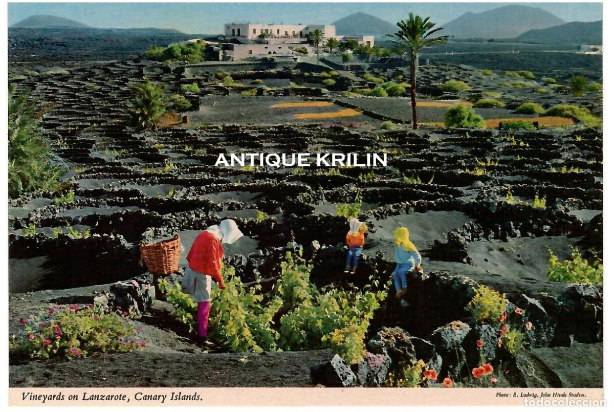 Postales: LANZAROTE / TIPICOS VI&Ntilde;EDOS / EDICION JOHN HINDE N&ordm; 2CT 122 / SIN FRANQUEAR