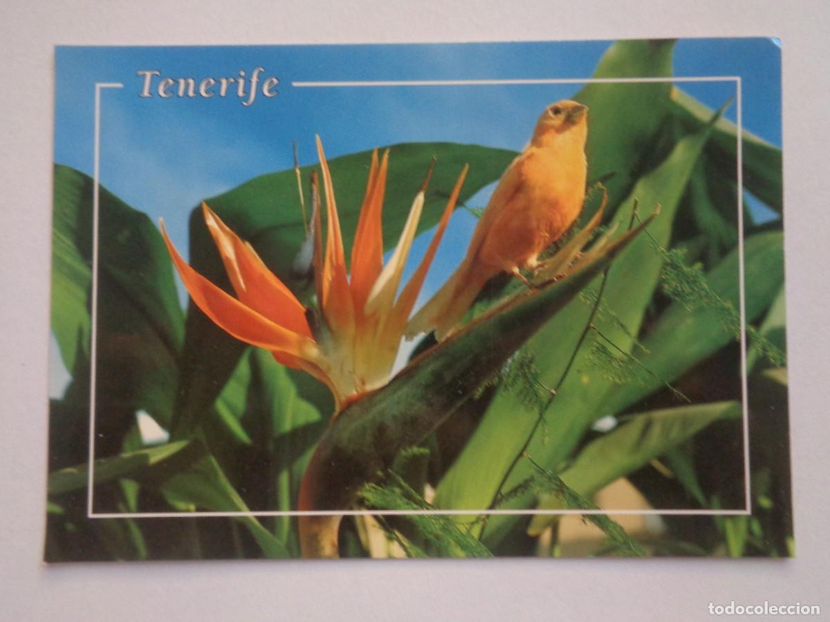 Postales: POSTAL DE TENERIFE ( ISLAS CANARIAS ) : CANARIO