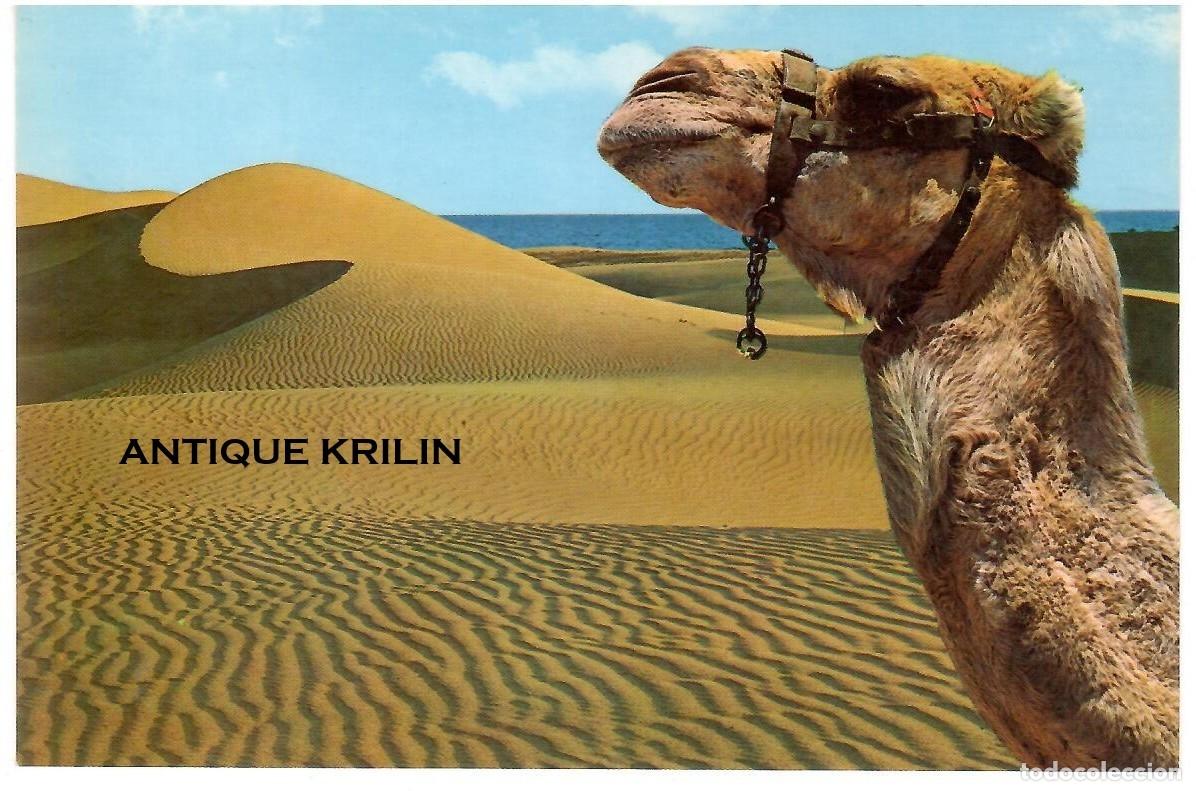 Postales: GRAN CANARIA N&ordm; 6812 MASPALOMAS , DUNAS DE ARENA / EDICIONES ISLAS /SIN FRANQUEAR