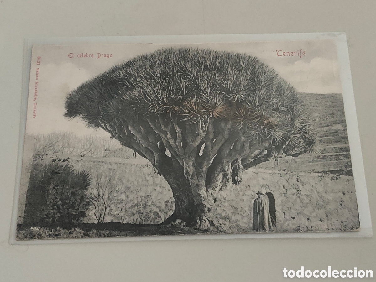 Postales: Tarjeta postal Tenerife El c&eacute;lebre Drago Dorso sin dividir Editor Maison Alexandre 3431