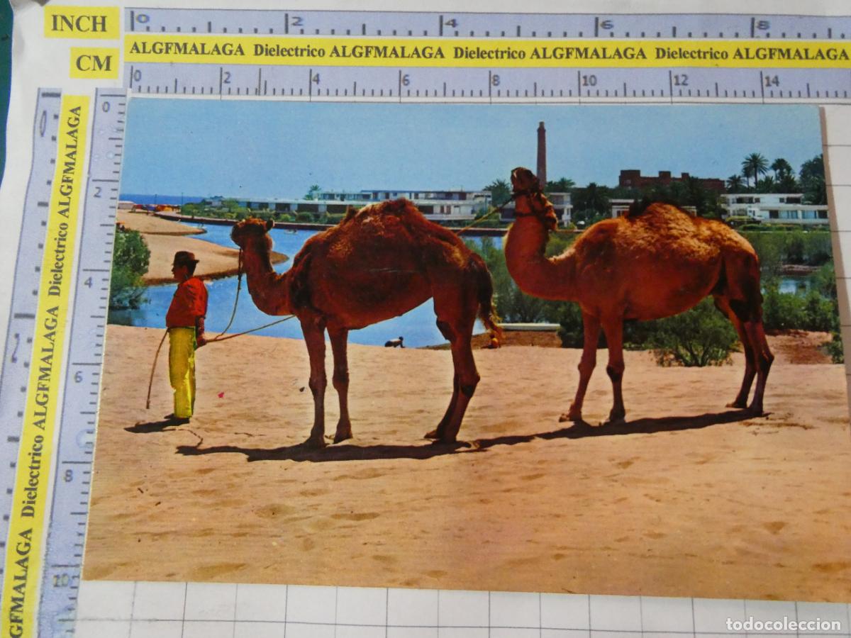 Postales: POSTAL DE GRAN CANARIA. A&Ntilde;O 1970. OASIS MASPALOMAS CAMELLERO. 2773 GASTEIZ. 3060