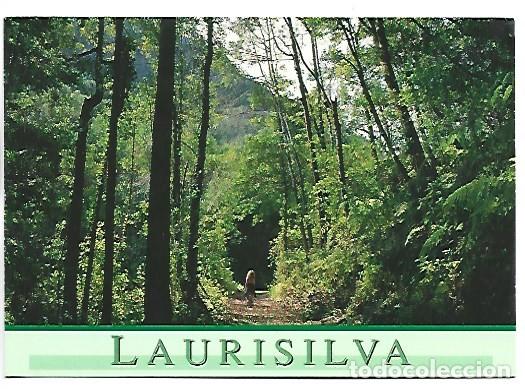 Postales: BOSQUE DE LAURISILVA (CUBO DE LA GALGA).- ISLA DE LA PALMA